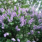 Cijepljenje jorgovana u proljeće, ljeto, jesen: vrijeme, metode, video